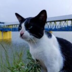 Profile photo of Aryaxeena