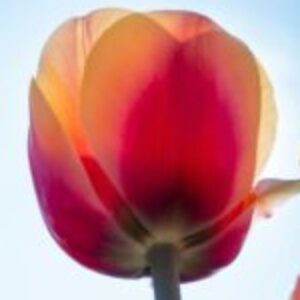 Profile photo of toughees