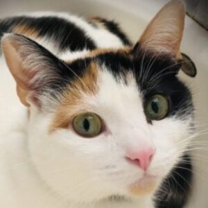 Profile photo of Oakangel